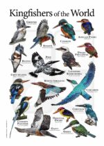 Kingfishers of the World Poster