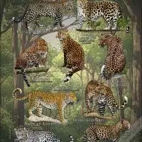 Leopards of the World Poster