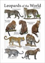 Leopards of the World