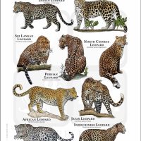 Leopards of the World