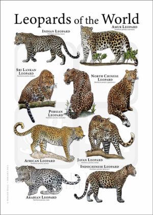 Leopards of the World
