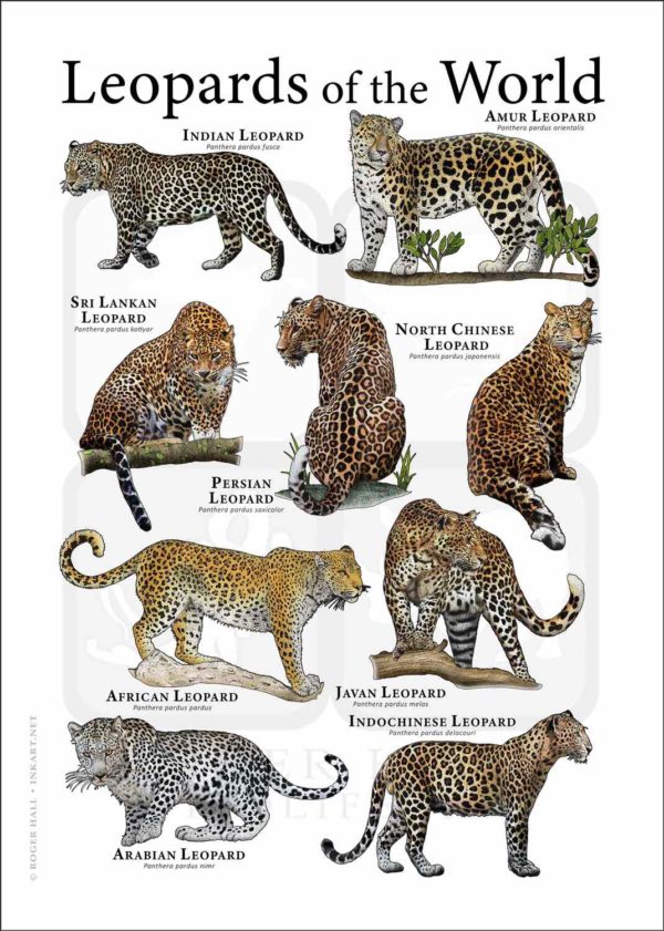 Leopards of the World