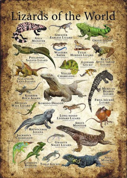 Lizards of the World poster