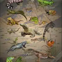 Lizards of the World poster