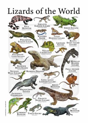 Lizards of the World