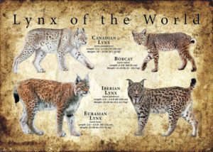 Lynx Poster