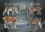 Lynx of the World poster