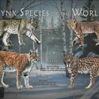 Lynx of the World poster