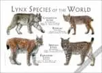 Lynx of the World Poster Print - Image 2