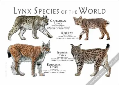 Lynx of the World Poster Print - Image 2