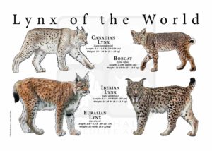 Lynx poster