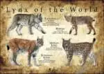 Lynx of the World Poster Print - Image 3