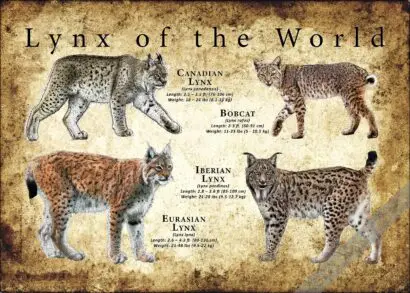 Lynx of the World Poster Print - Image 3
