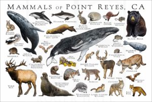 Mammals of Point Reyes poster prrint