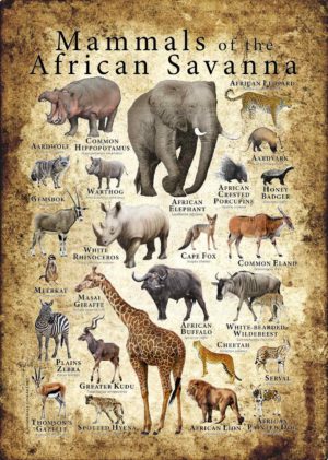 Mammals of the African Savanna