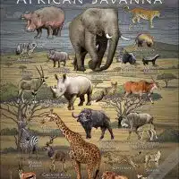 Mammals of the African Savanna poster