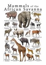 Mammals of the African Savanna