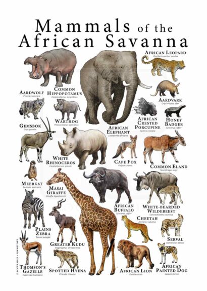 Mammals of the African Savanna