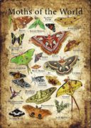 Moths of the World
