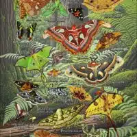 Moths of the World poster