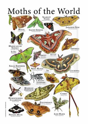 Moths of the World