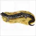 Northern Slimy Salamander illustration