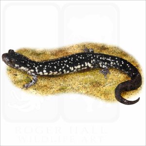 Northern Slimy Salamander illustration