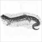 Northern Slimy Salamander