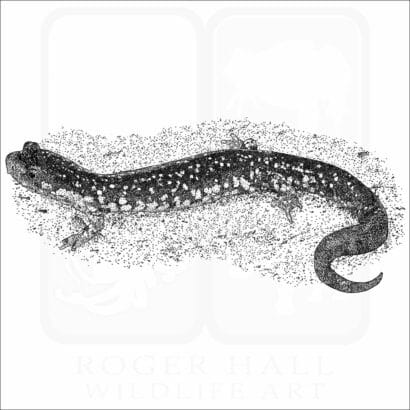 Northern Slimy Salamander
