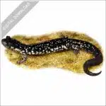 Northern Slimy Salamander stock image