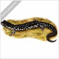 Northern Slimy Salamander stock image