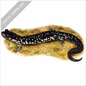 Northern Slimy Salamander stock image