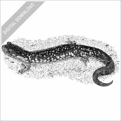 Northern Slimy Salamander