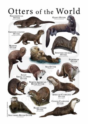Otters of the World