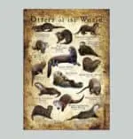 Otters of the World Poster Print - Wildlife Art