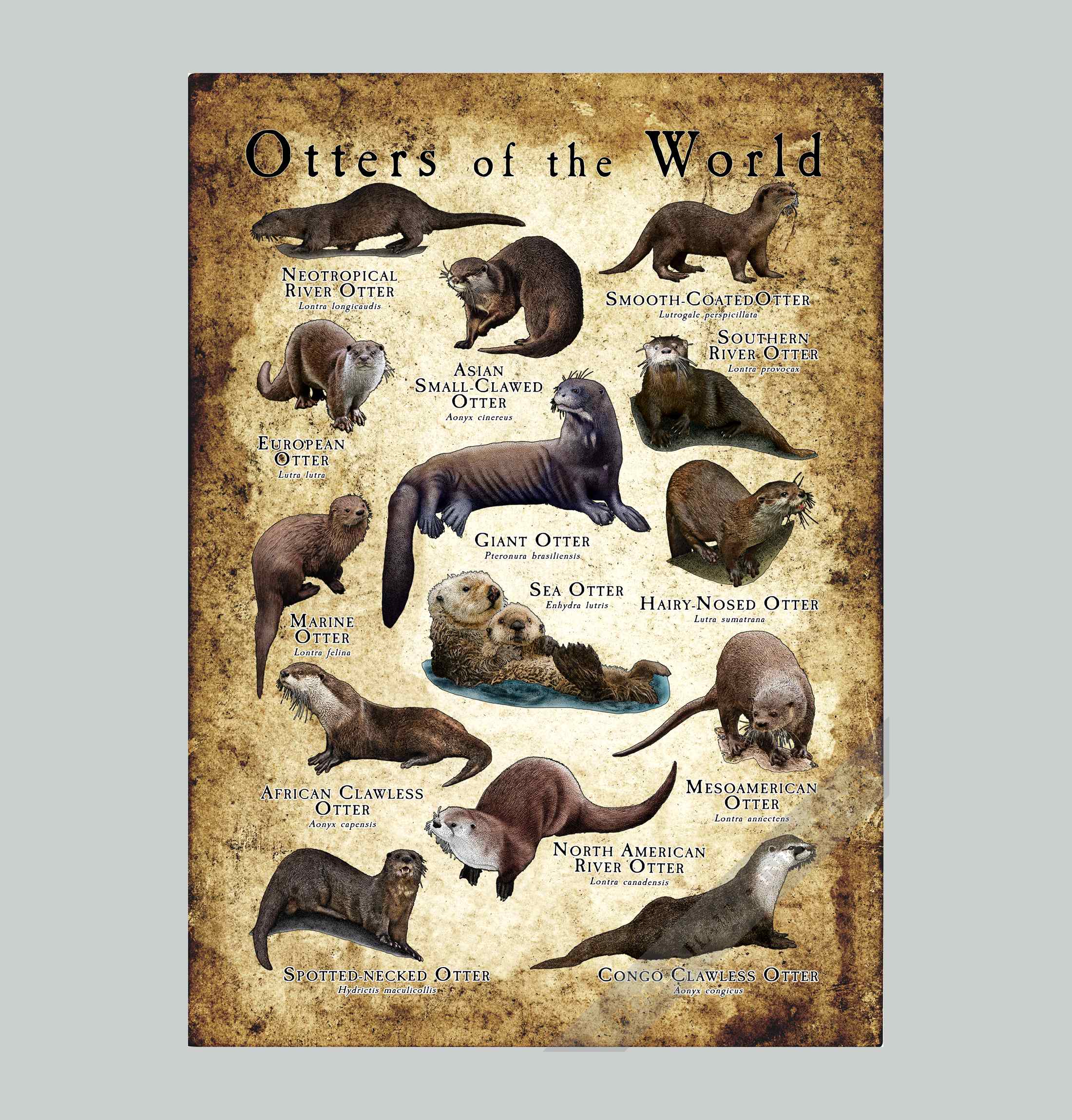 Otters of the World Poster Print - Wildlife Art