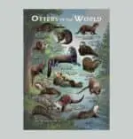 Otters of the World Poster print