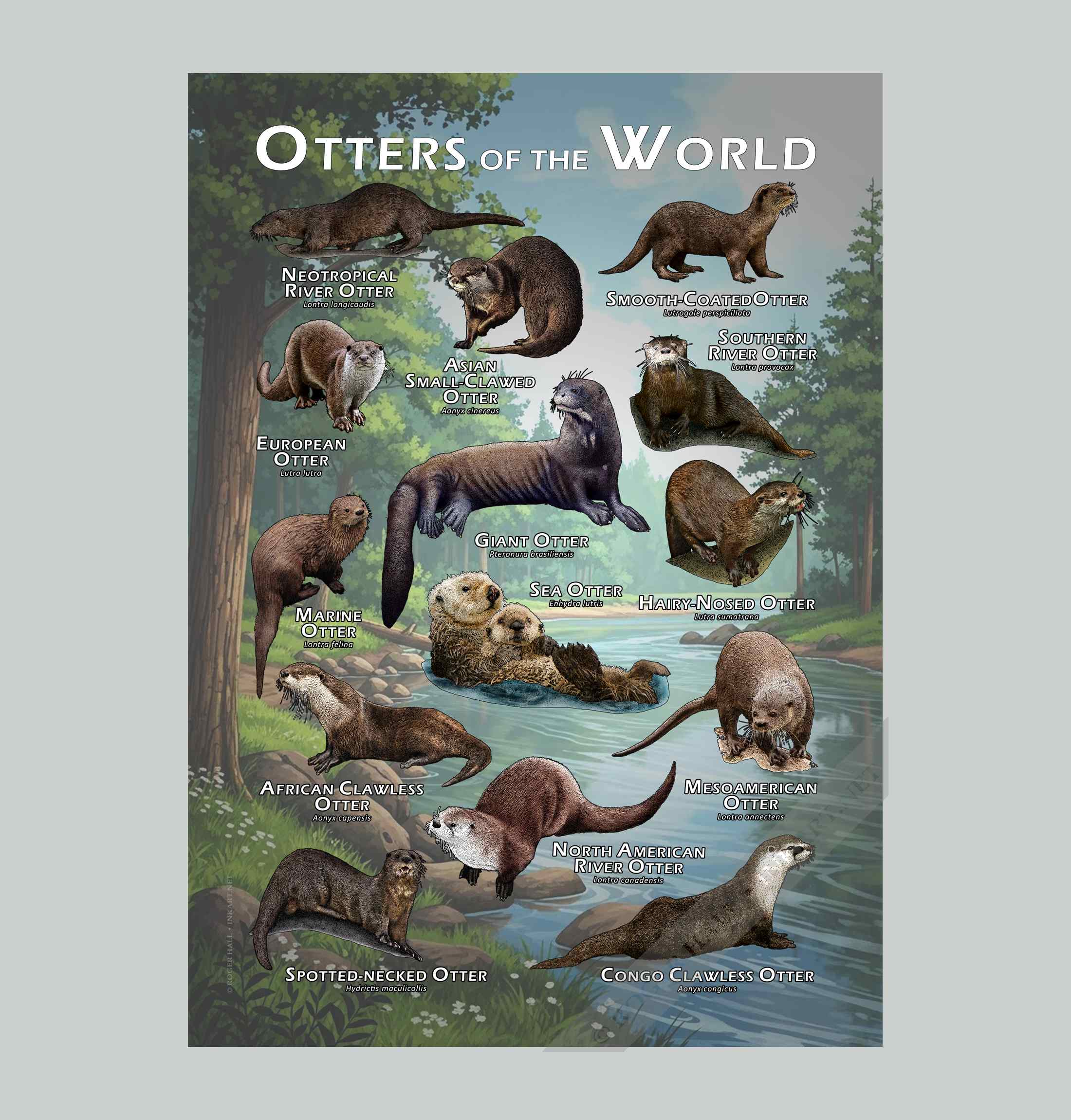 Otters of the World Poster Print - Wildlife Art