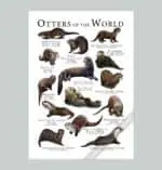 Otters of the World Poster Print - Wildlife Art - Image 2