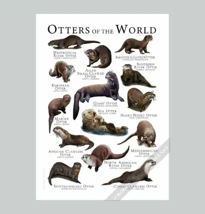 Otters of the World Poster Print - Wildlife Art - Image 2