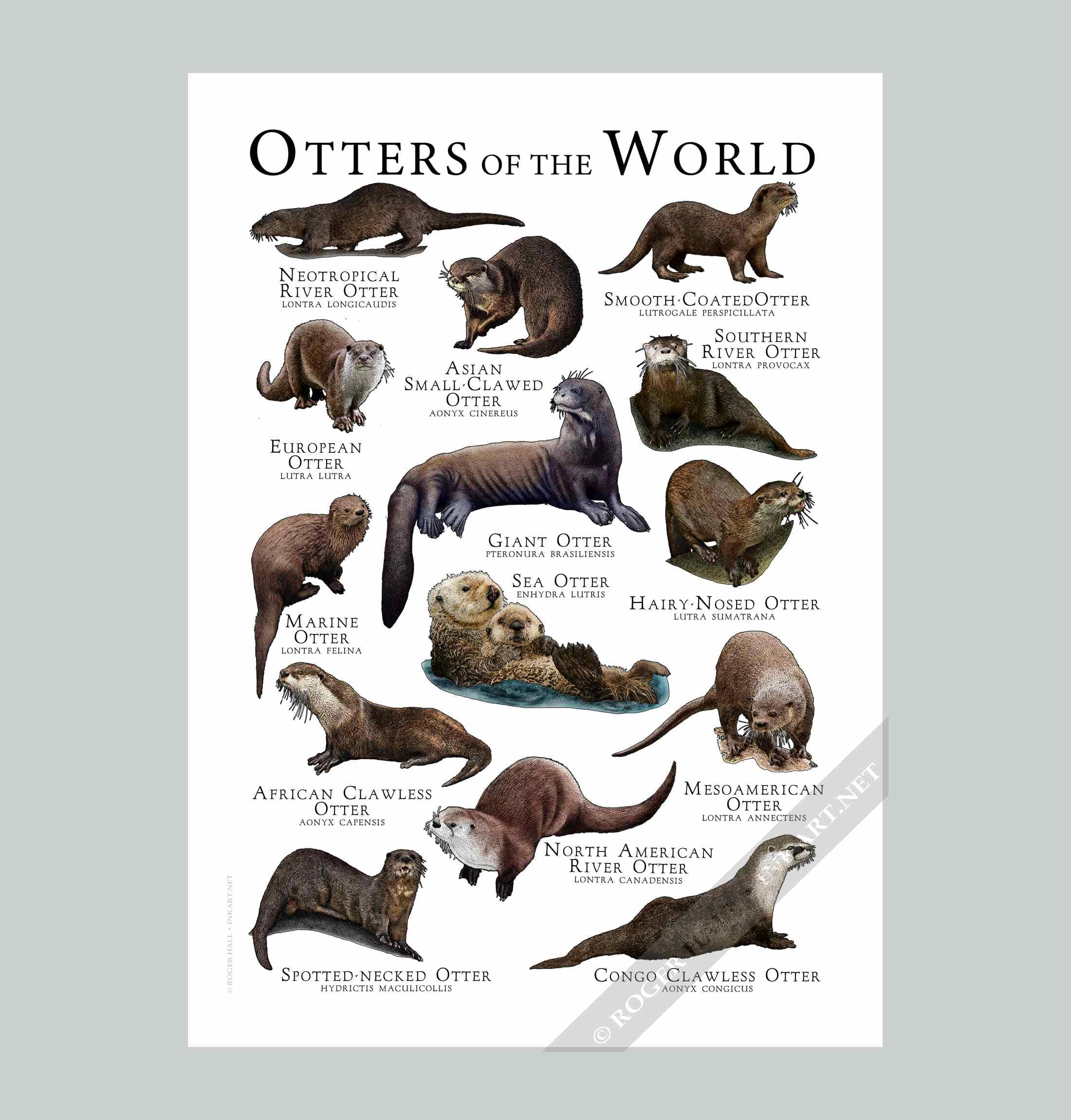 Otters of the World Poster Print - Wildlife Art