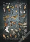 Owls of the World Poster