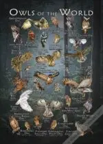 Owls of the World Poster