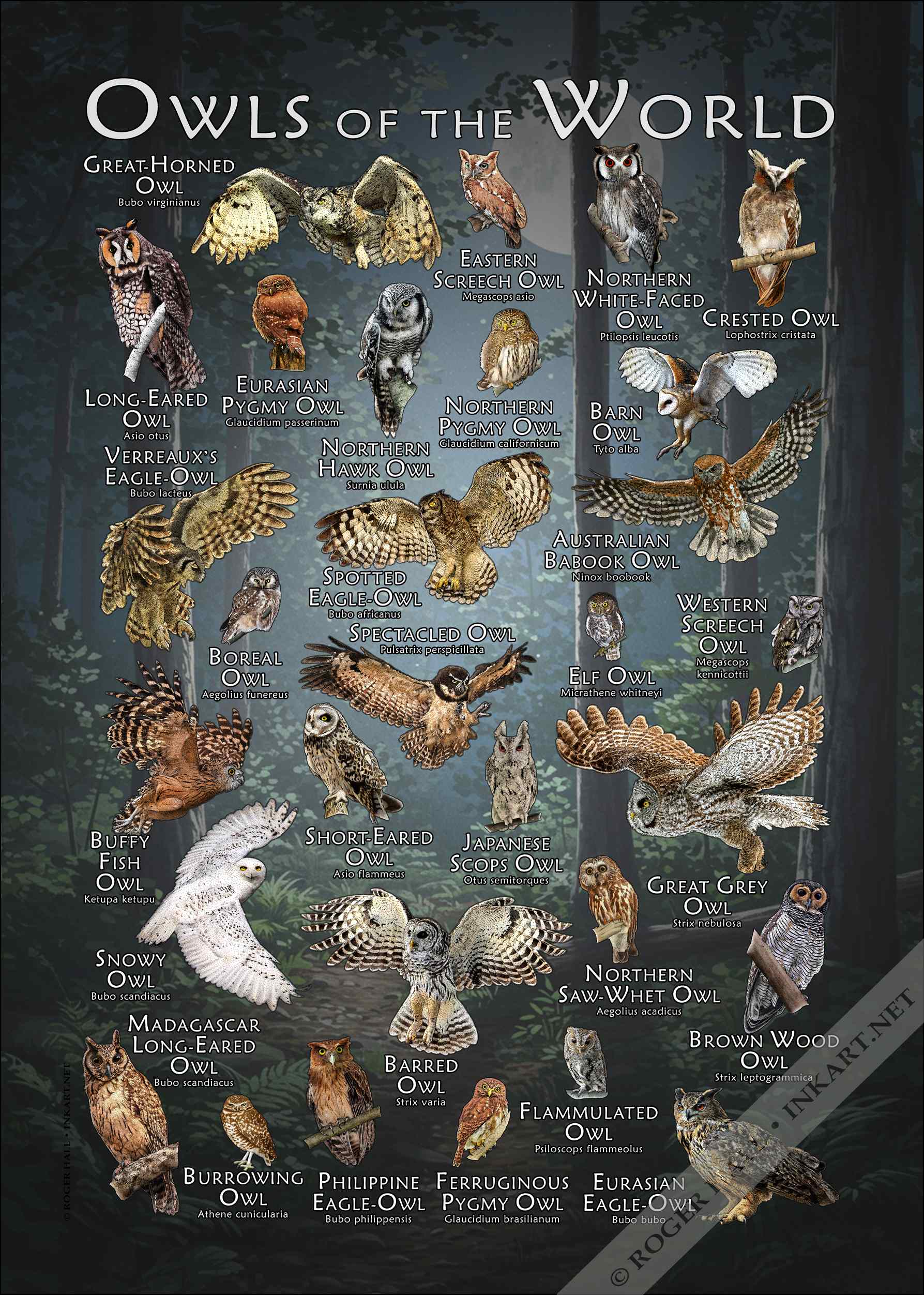 Owls of the World Owls of the World Poster
