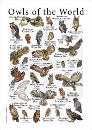Owls of the World Poster