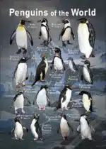 Penguins of the World poster