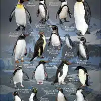 Penguins of the World poster
