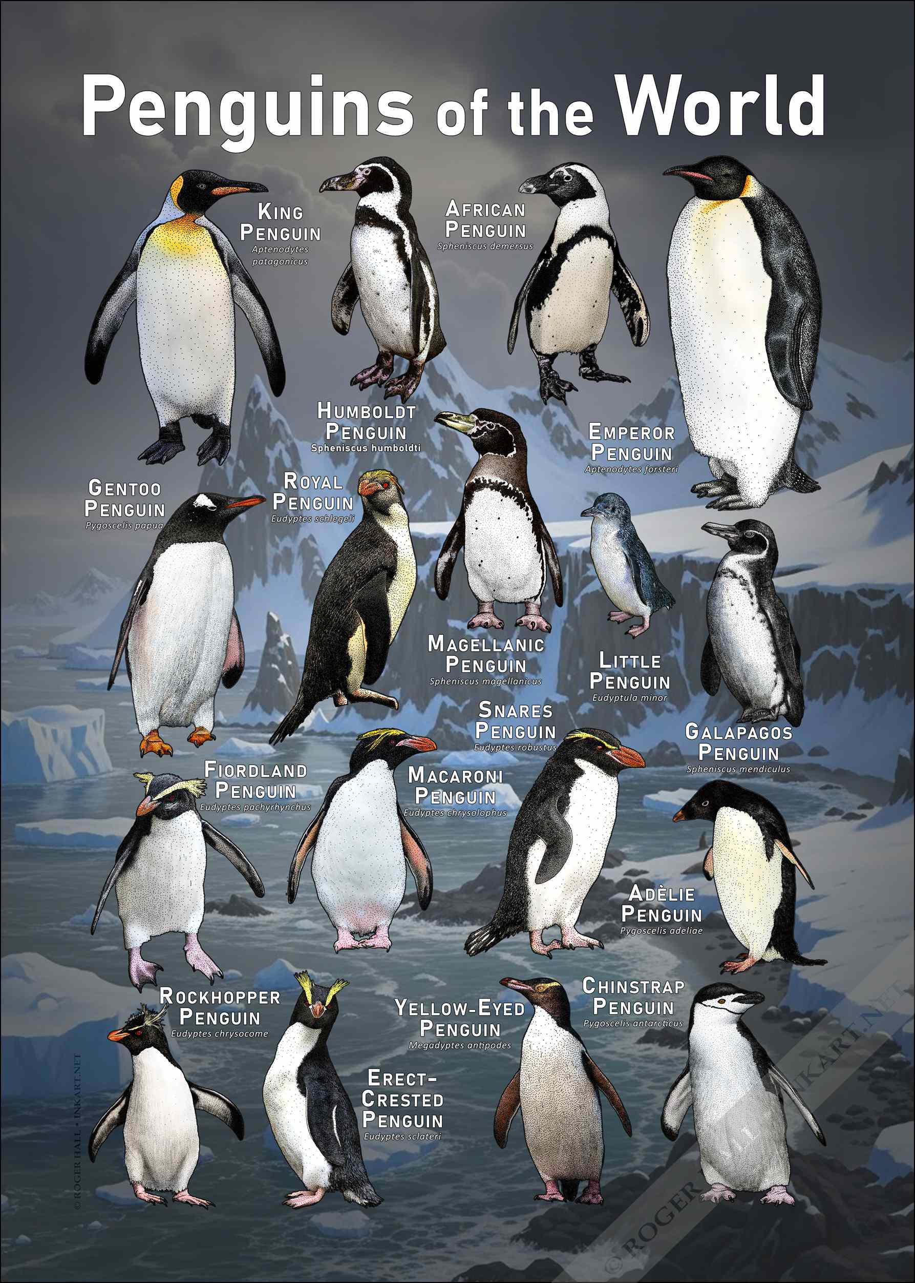 Penguins of The World Poster Print