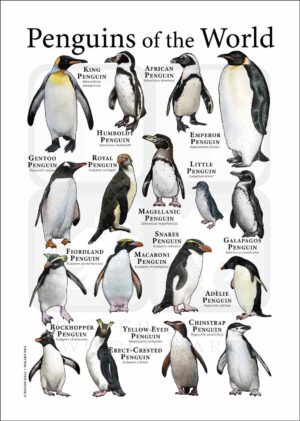 penguin poster