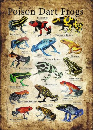 Poison Dart Frog poster